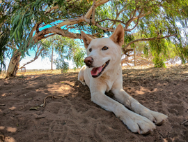 Greenough Wildlife Park - Dingo Pup.jpg